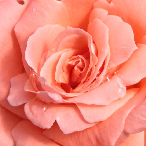 Trandafiri online - trandafir teahibrid - roz - Rosa Sweet Promise - trandafir cu parfum intens - Marie-Louise (Louisette) Meilland - Mai multe flori de culore vie, înfloreşte bogat, cu flori durabile.